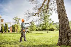 How Our Tree Care Process Works  in  Loma Linda, CA