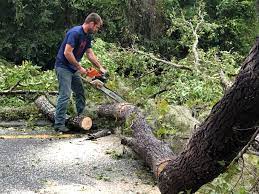 Best Stump Grinding and Removal  in Loma Linda, CA