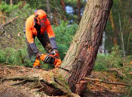 Best Tree Maintenance Programs  in Loma Linda, CA