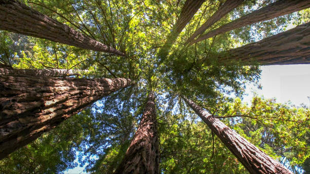 Best Root Management and Removal  in Loma Linda, CA