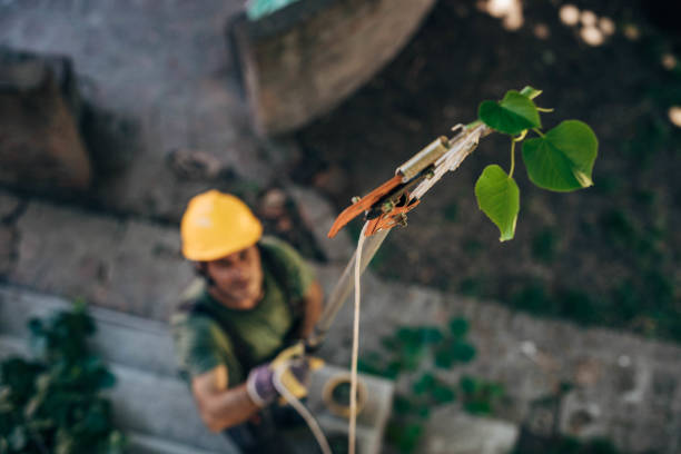 Best Weed Control  in Loma Linda, CA