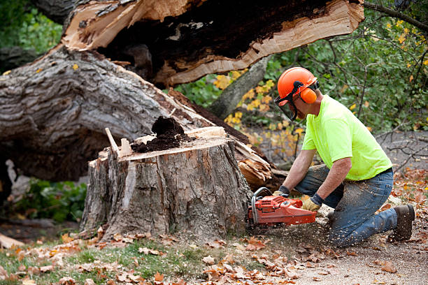 Best Lawn Renovation and Restoration  in Loma Linda, CA