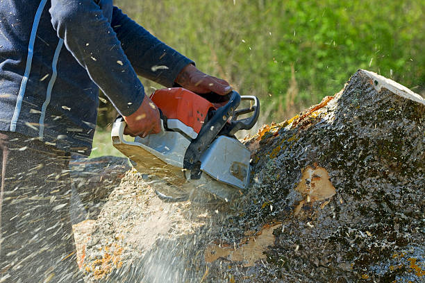 Best Seasonal Cleanup (Spring/Fall)  in Loma Linda, CA