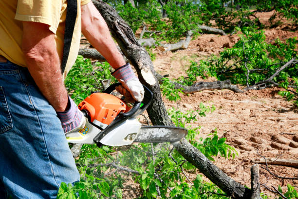 Best Tree Removal  in Loma Linda, CA